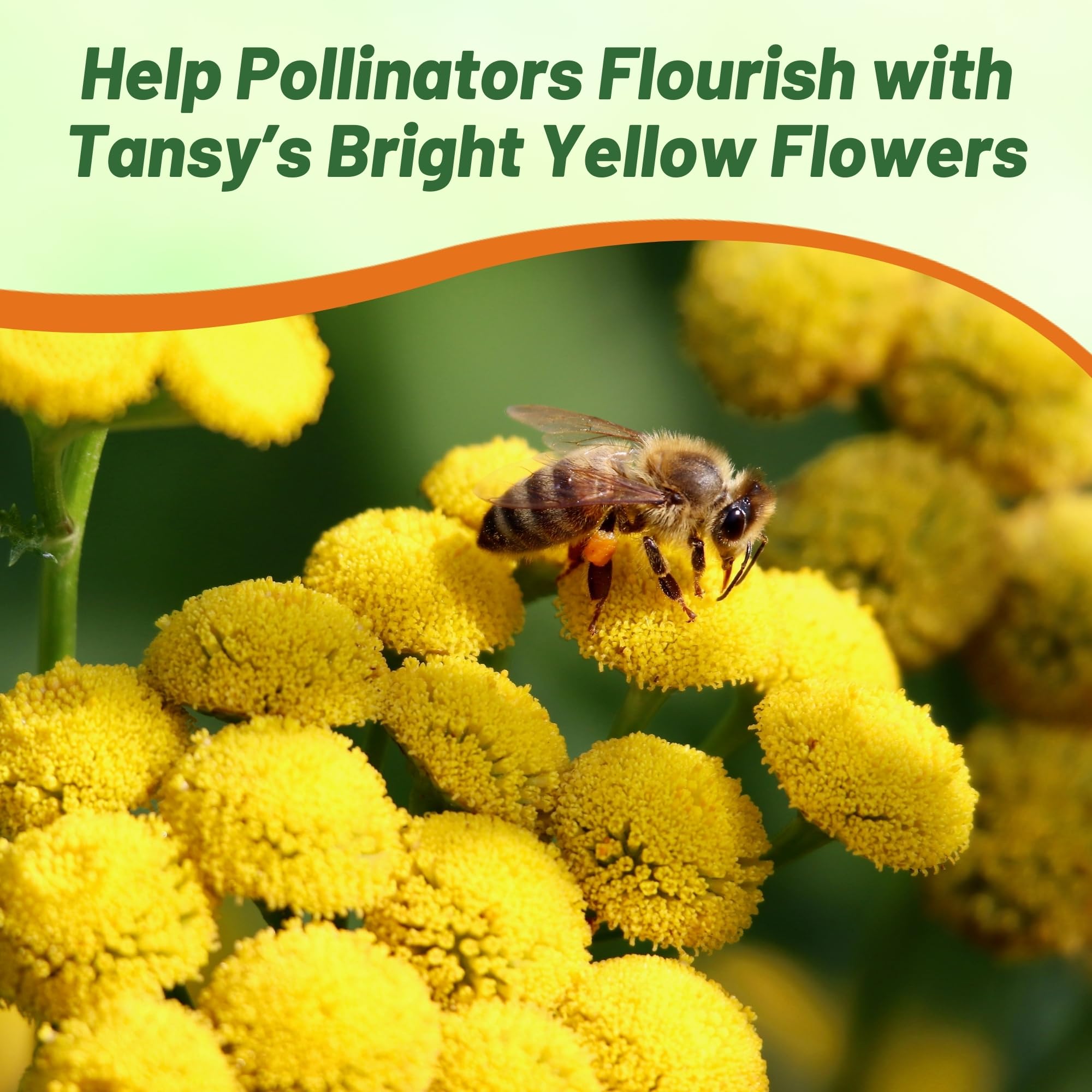 Outsidepride Tansy Seeds are easy to grow for beginners.