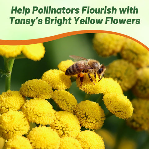 Outsidepride Tansy Seeds are easy to grow for beginners.