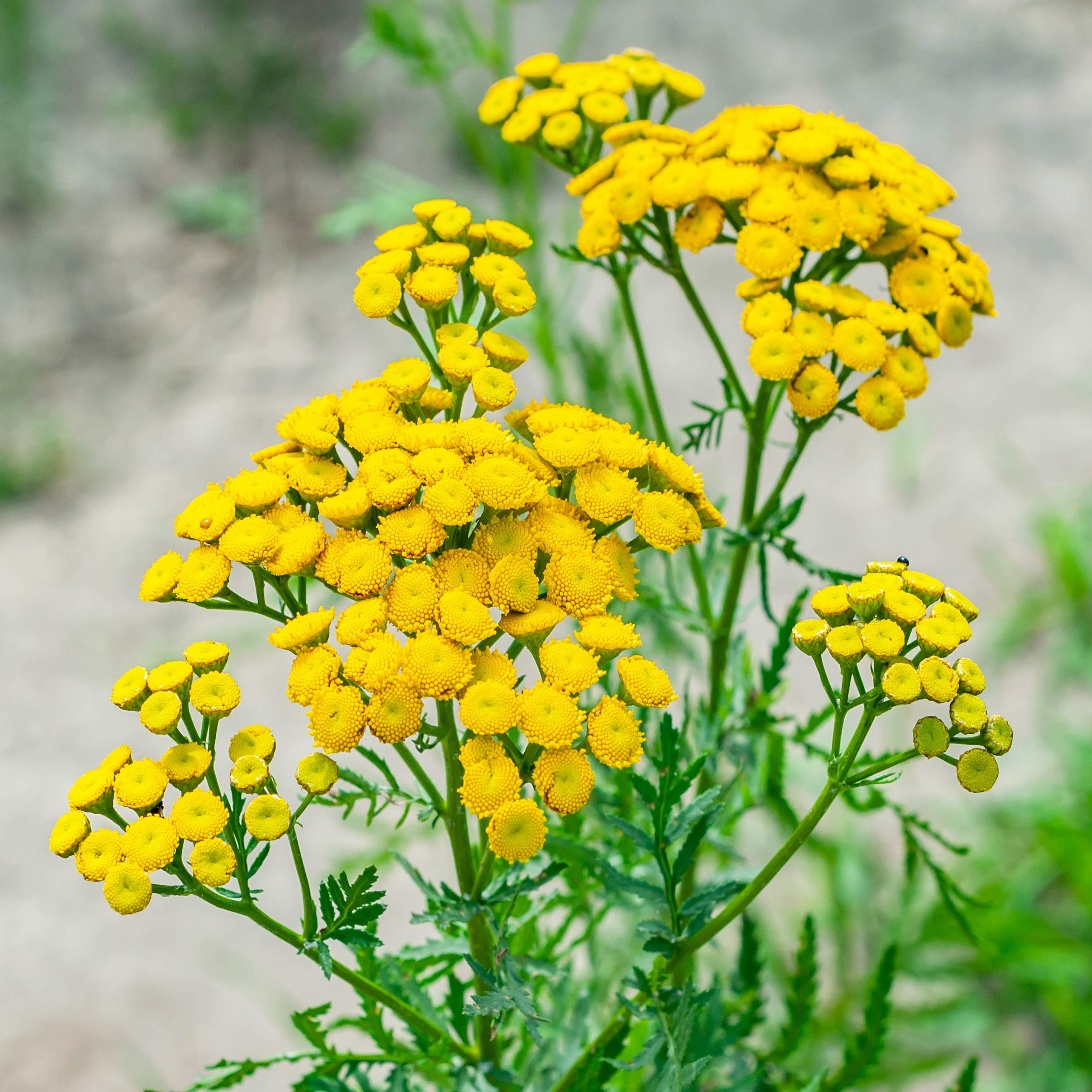 Outsidepride Tansy Seeds self-seed year after year for continual blooms.