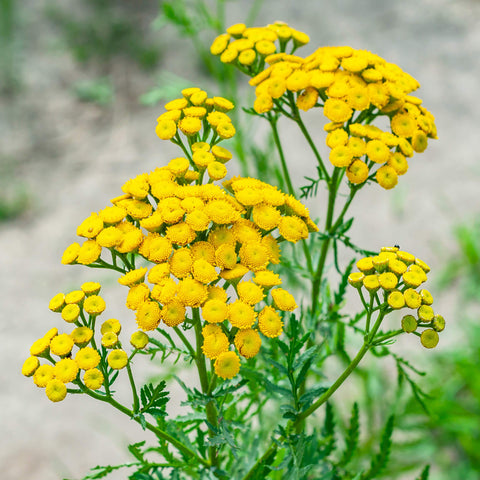 Outsidepride Tansy Seeds self-seed year after year for continual blooms.