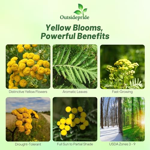 Outsidepride Tansy Seeds reveal a tall plant adding garden height.