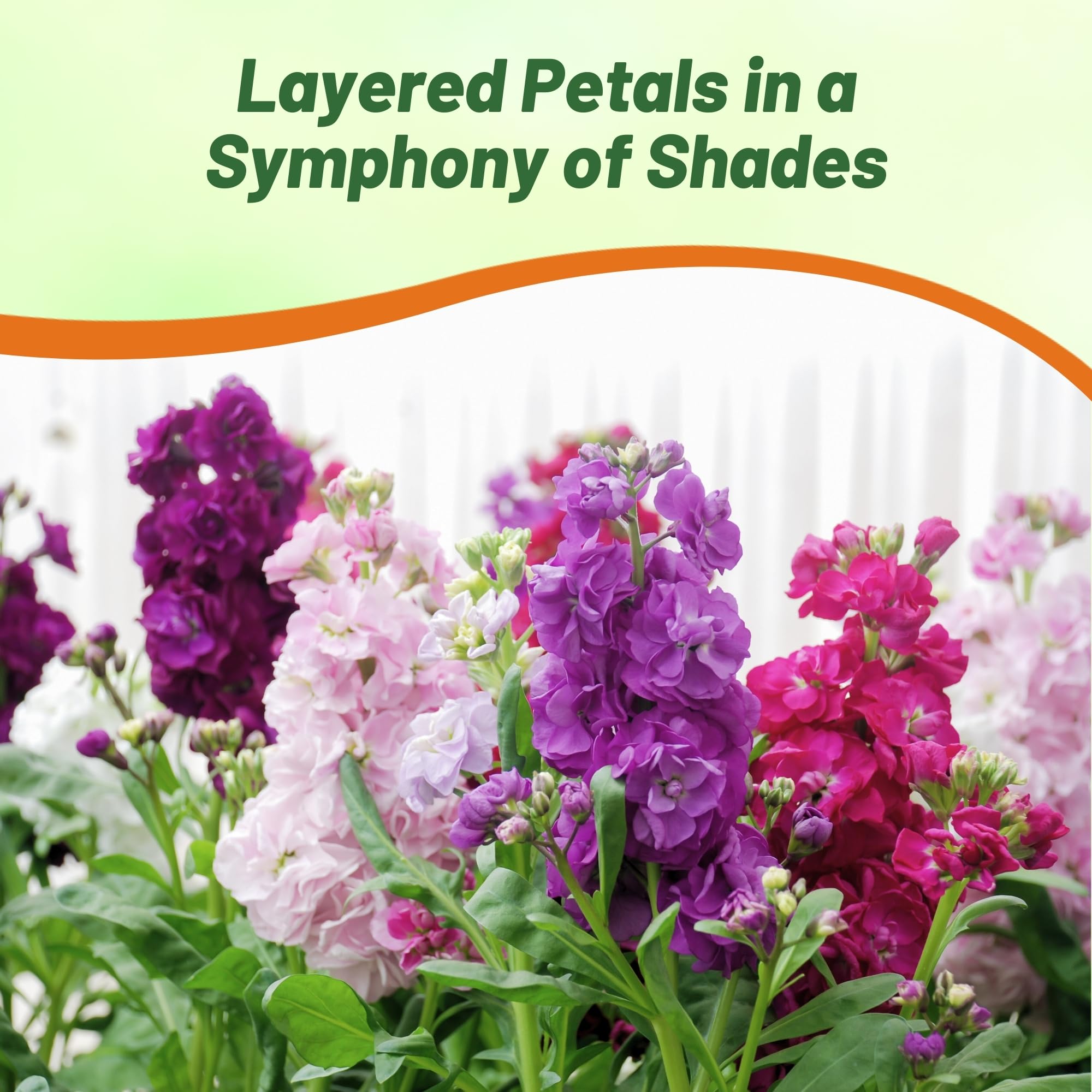 Compact Matthiola plants thrive in containers on patios and balconies.