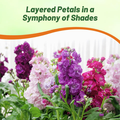 Compact Matthiola plants thrive in containers on patios and balconies.