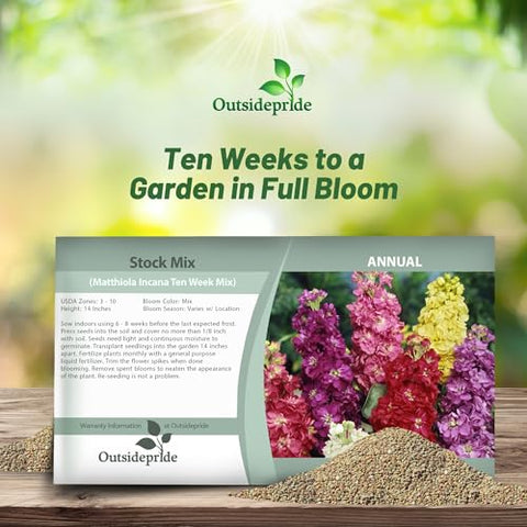 Fragrant Matthiola blooms scent a sunny border with charm.