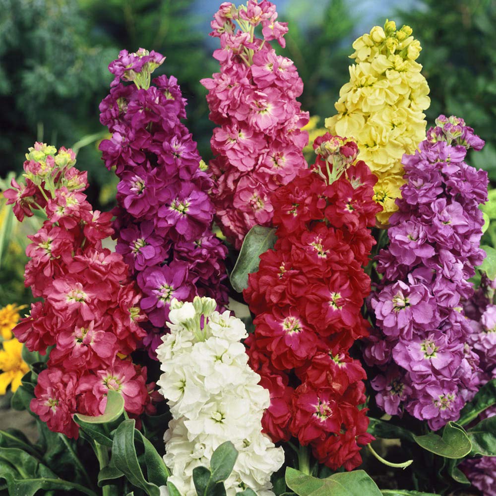 Self-seeding Matthiola adds recurring color across seasons with care.