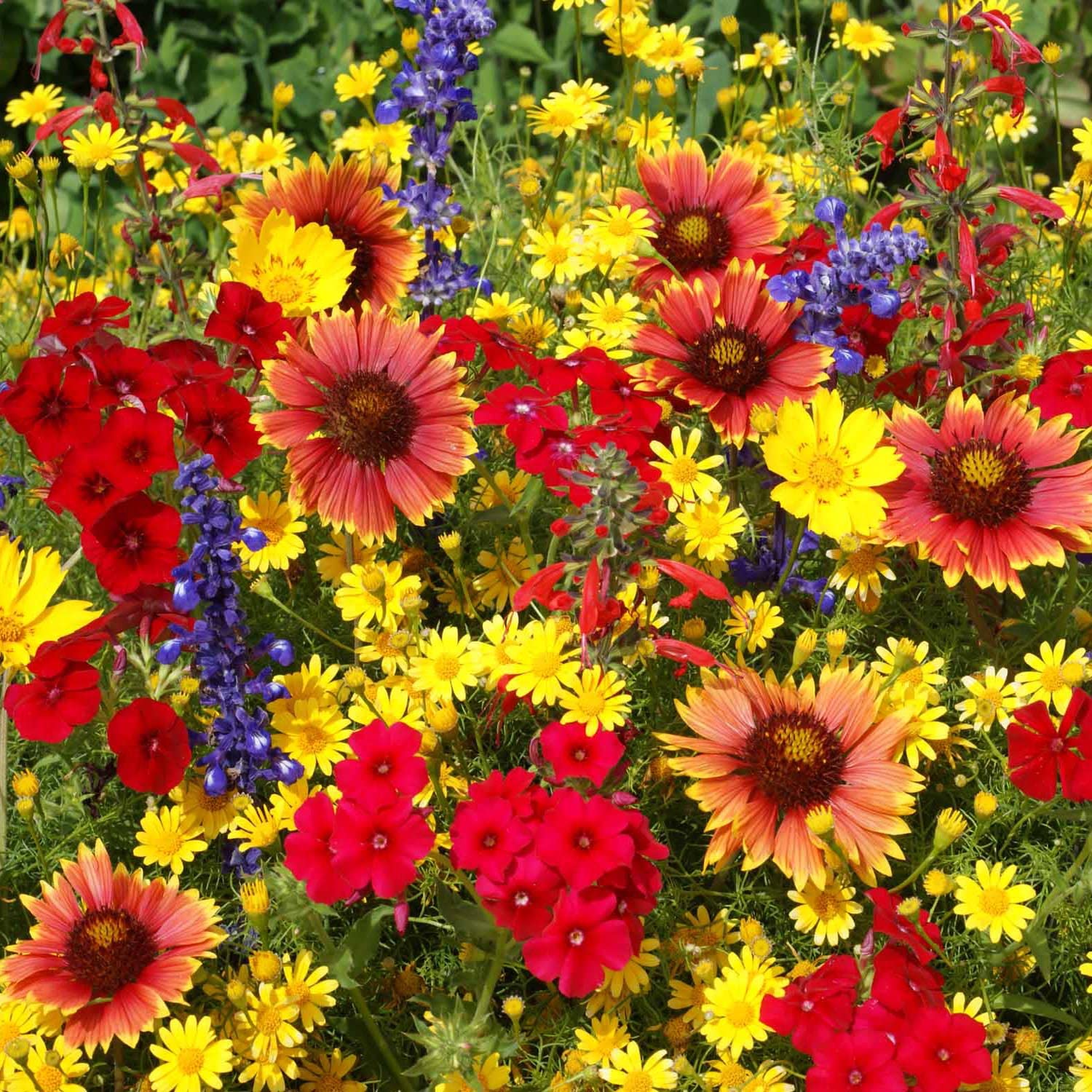 Outsidepride wildflower mix attracting bees and butterflies in a sunny border.