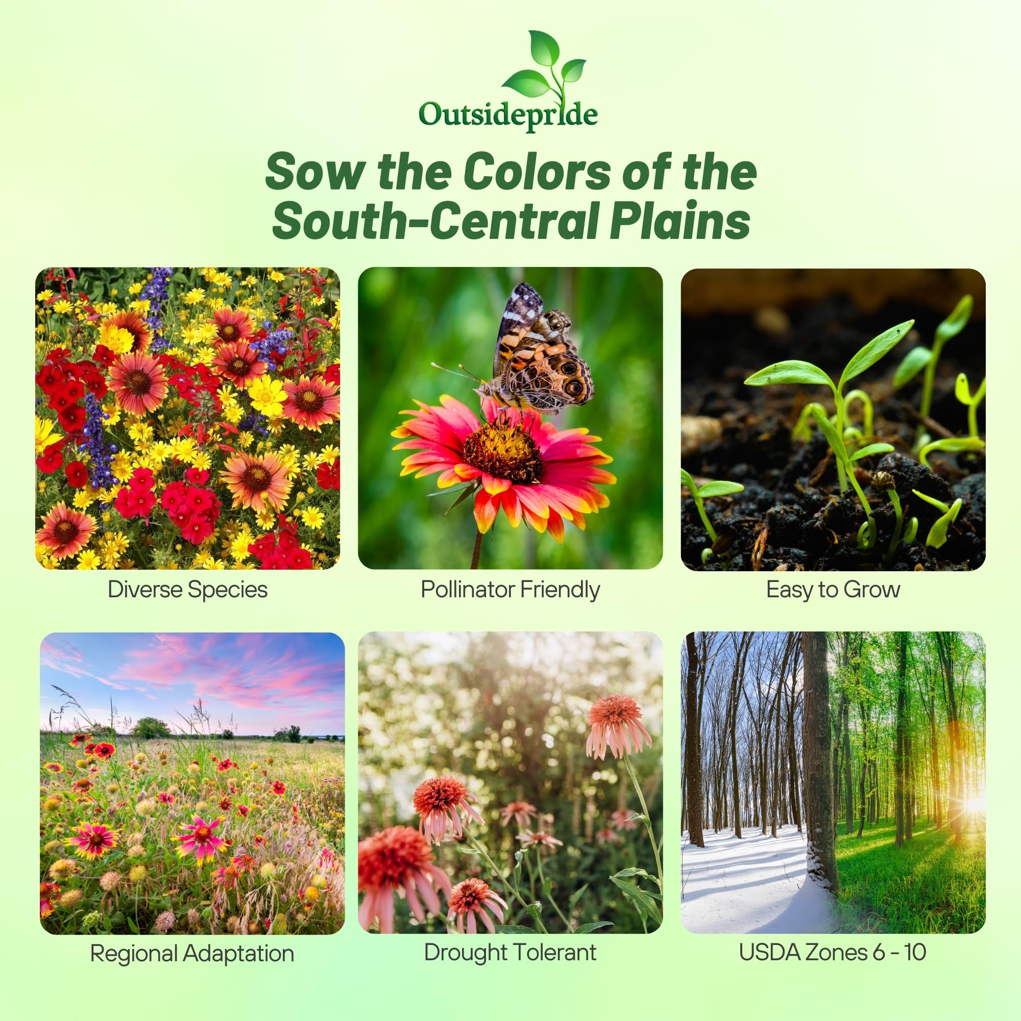 Outsidepride Texas & Oklahoma wildflower seed mix spread in soil for even coverage.