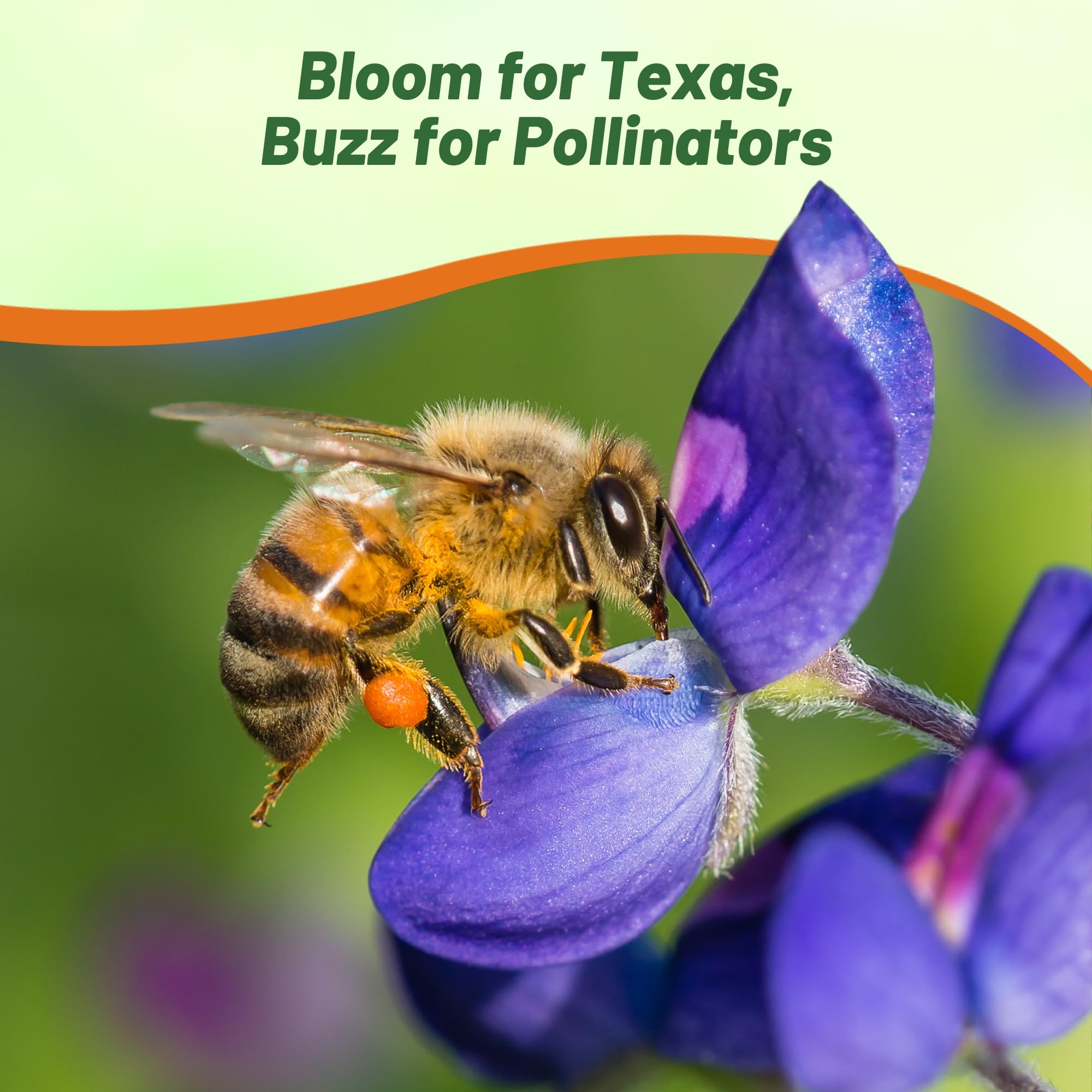 Outsidepride Texas wildflower seed mix display adds color and texture