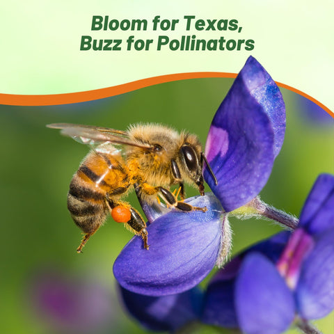 Outsidepride Texas wildflower seed mix display adds color and texture