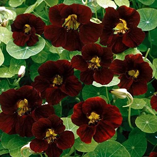 Outsidepride Tom Thumb Black Velvet nasturtium seeds with companion planting tips