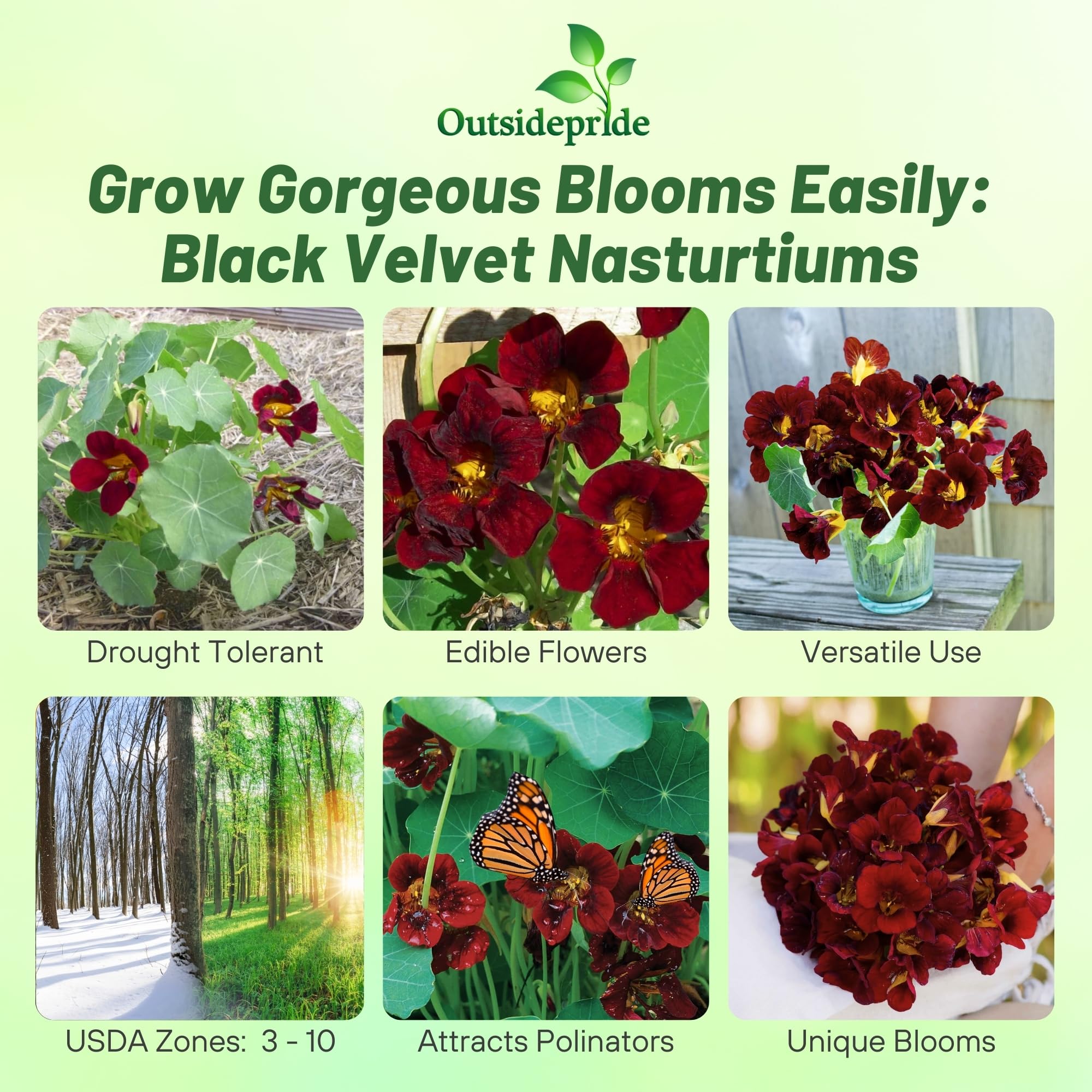 Outsidepride Tom Thumb Black Velvet nasturtium seeds for containers with compact mounds