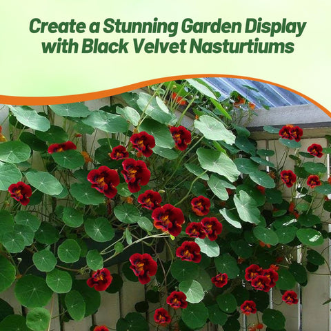 Outsidepride Tom Thumb Black Velvet nasturtium seeds deterring deer in a garden
