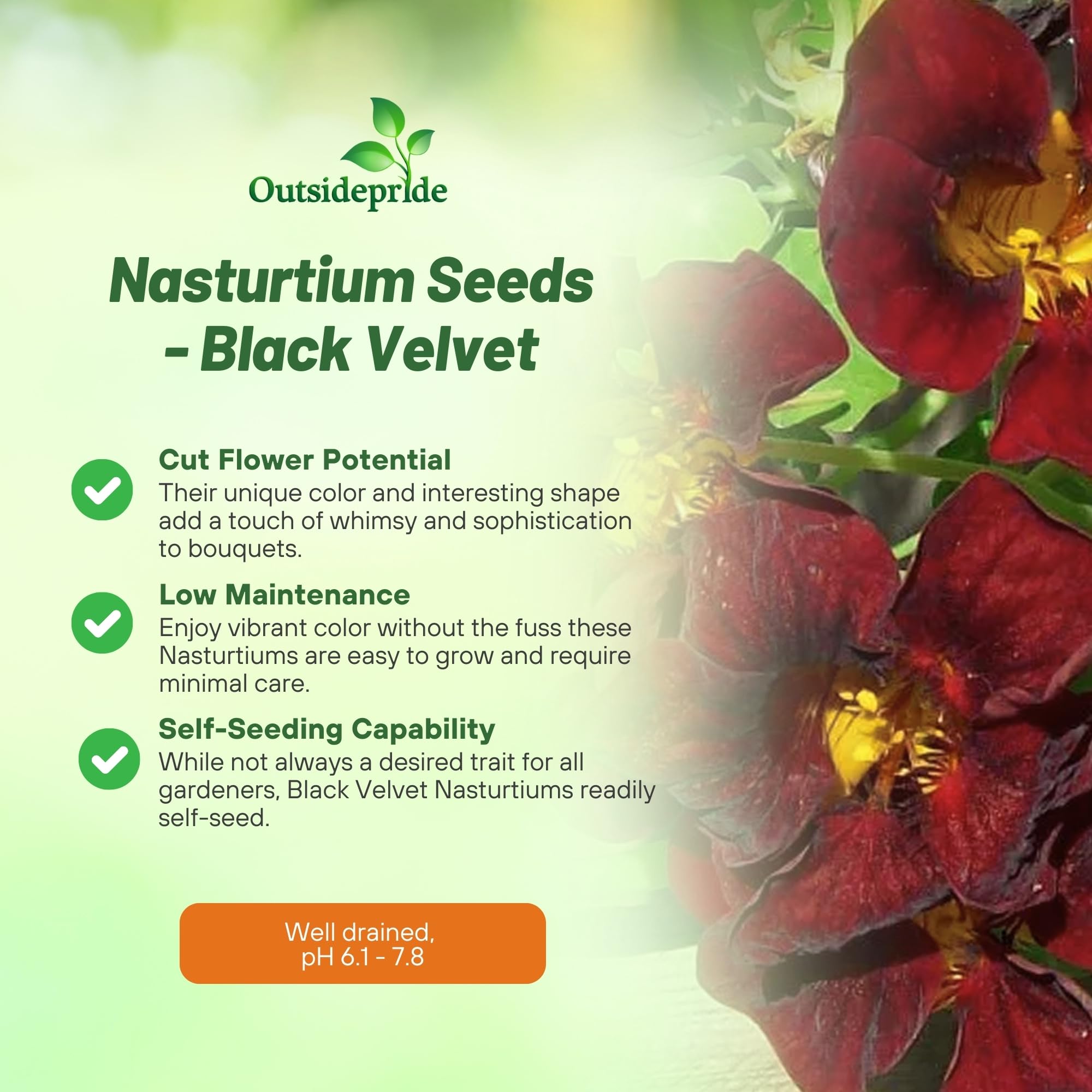 Outsidepride Tom Thumb Black Velvet nasturtium seeds in ground cover display
