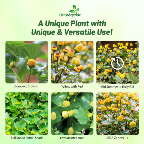 Outsidepride Toothache Plant blooms reach 18-24 inches for vertical garden impact