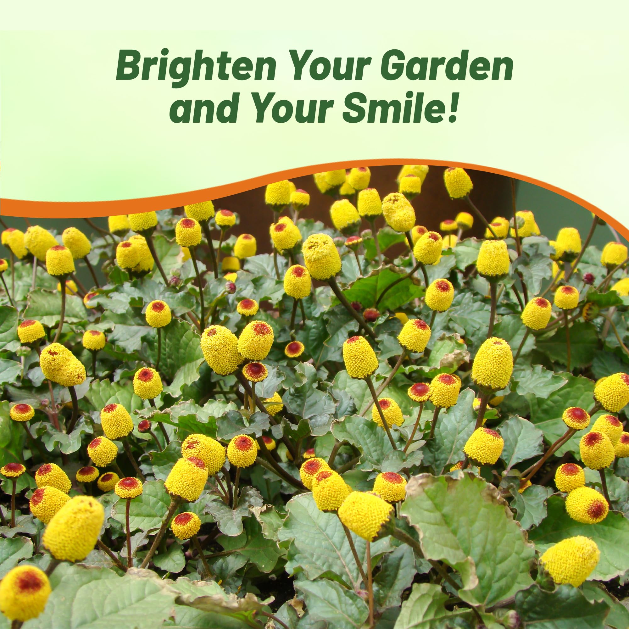 Outsidepride Toothache Plant naturally deer-resistant due to aromatic foliage