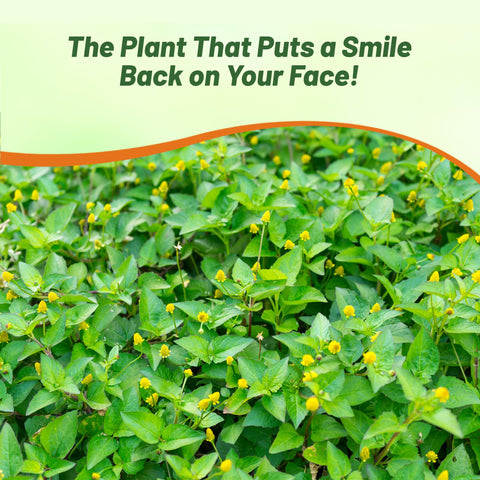 Outsidepride Toothache Plant leaves are edible with peppery flavor for salads