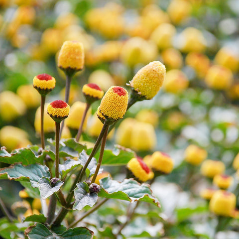 Outsidepride Toothache Plant seeds germinate readily in warm soil within 7-14 days
