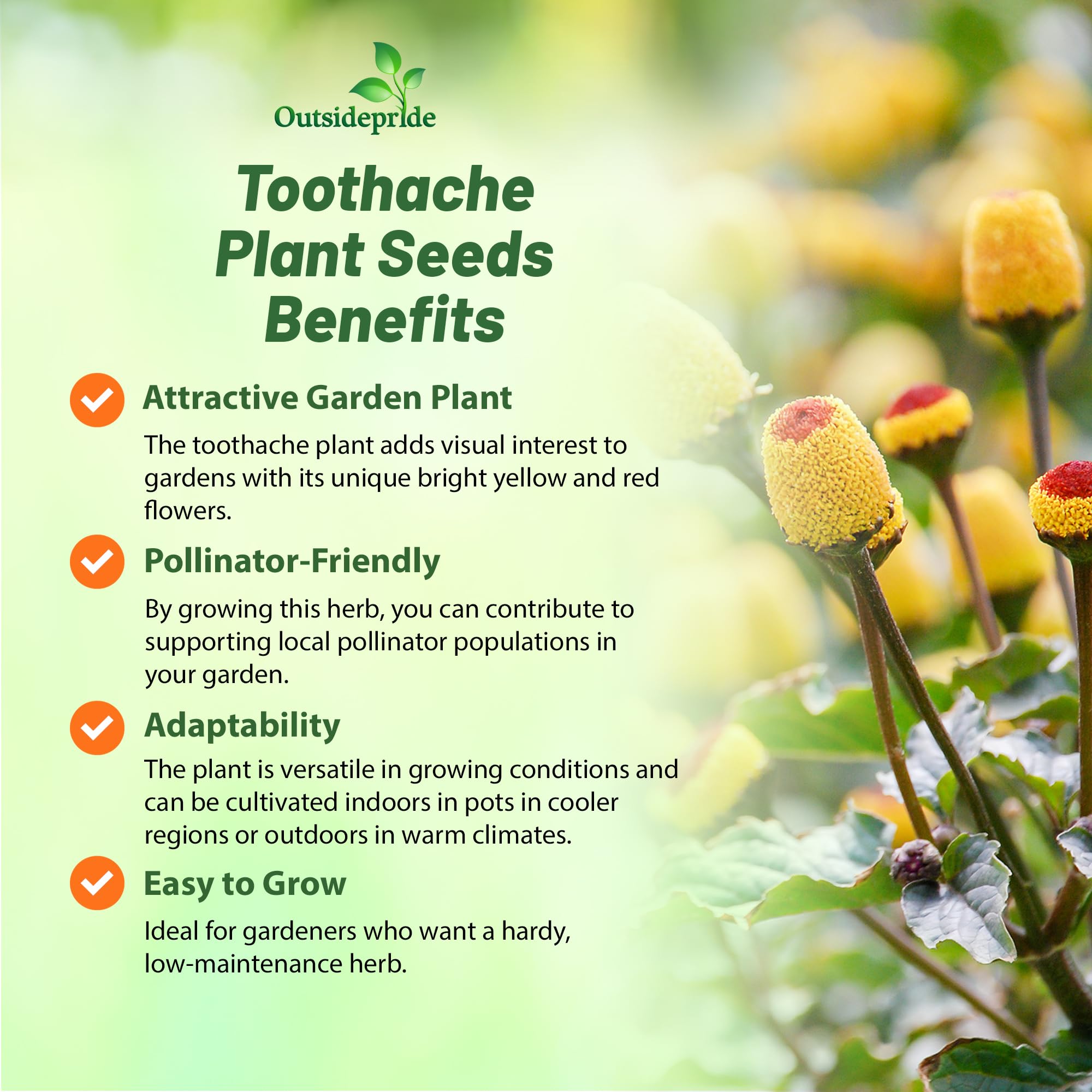 Outsidepride Toothache Plant blooms mid-summer to early fall for color