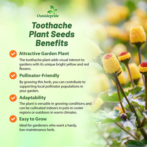 Outsidepride Toothache Plant blooms mid-summer to early fall for color