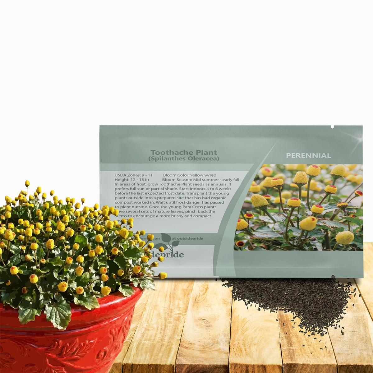 Outsidepride Toothache Plant seeds flowering pompom yellow blooms attract pollinators