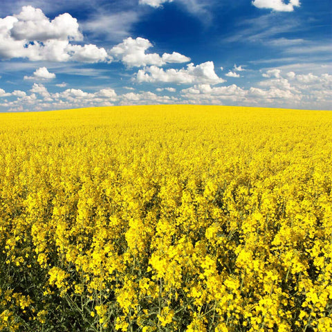 Outsidepride Trophy Forage Rapeseed seed bag for fall planting and wildlife forage.