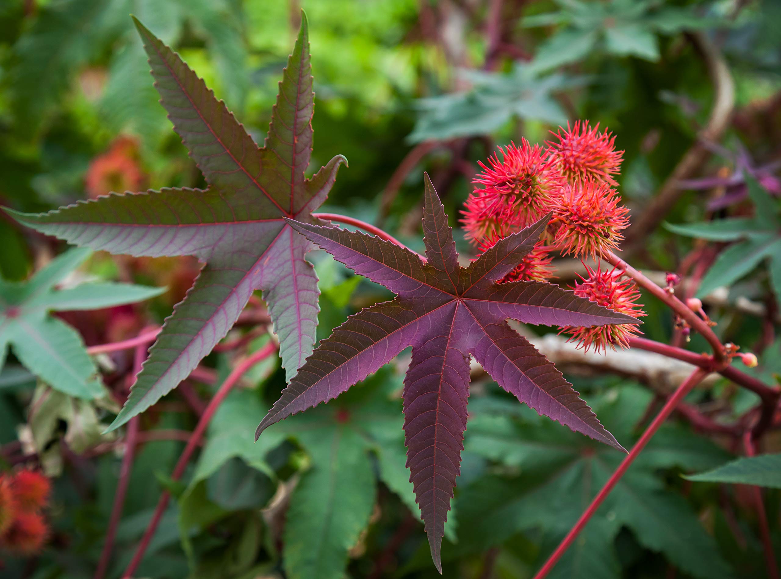 Outsidepride tropical color accents brighten gardens and landscapes