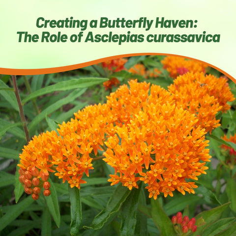 Planting near borders with Outsidepride Tropical Milkweed supports vibrant garden edges.