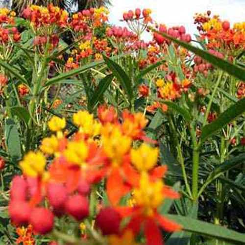 Tropical Milkweed meadow scene by Outsidepride showcases long-lasting bloom season.