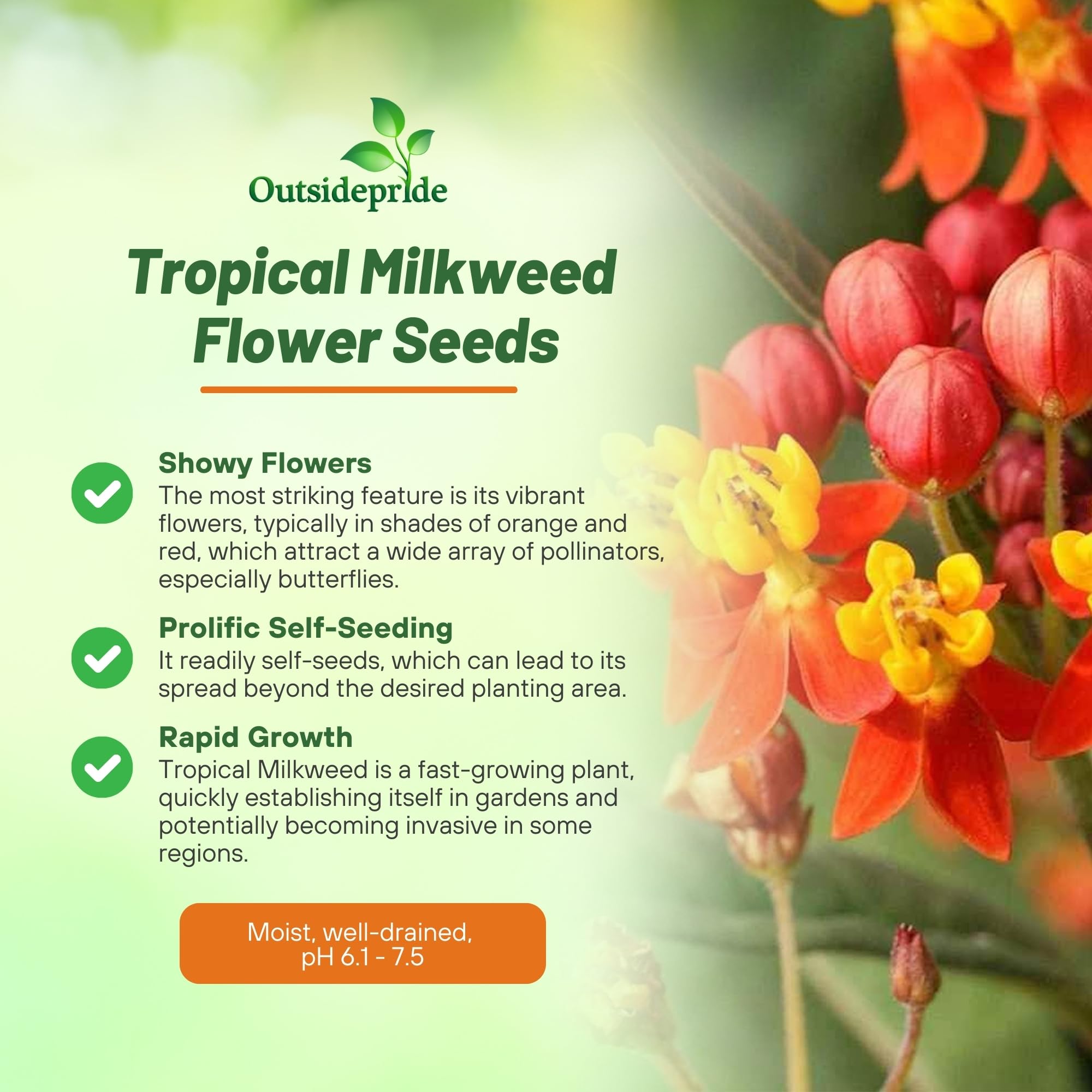 Outsidepride Tropical Milkweed seedling close-up shows vigorous growth for borders.