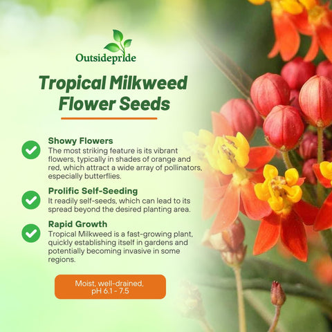 Outsidepride Tropical Milkweed seedling close-up shows vigorous growth for borders.