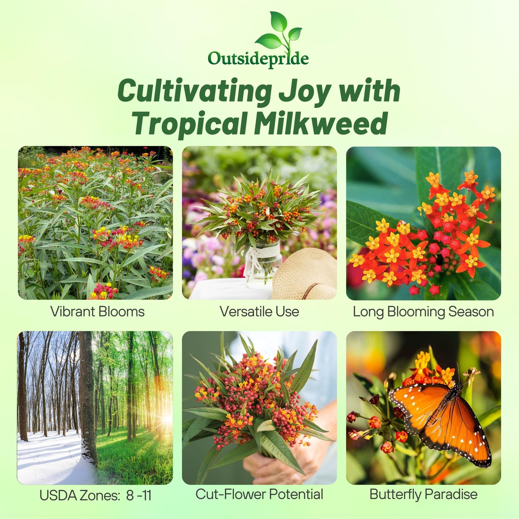 Outsidepride Tropical Milkweed Seeds germination steps image helps start blooms for monarchs.