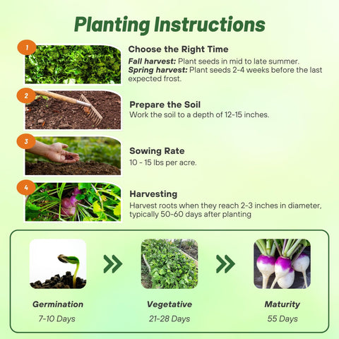 Outsidepride turnip crop with deep roots to aerate soil.