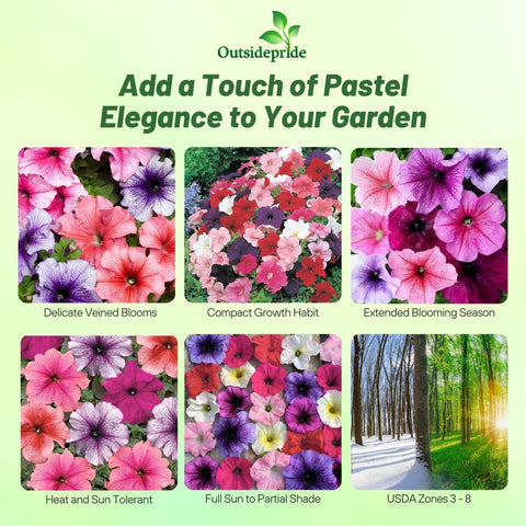 Outsidepride Veined Multiflora Petunia seeds thriving in a container for bright patios.