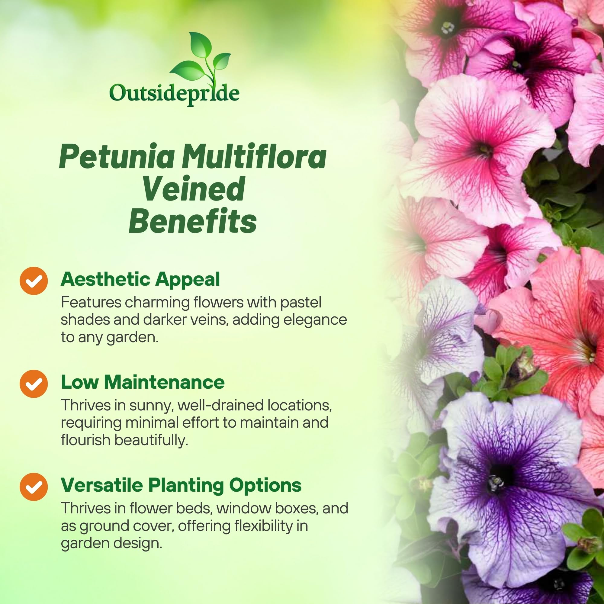 Outsidepride Veined Multiflora Petunia blooms cascading from a hanging basket.
