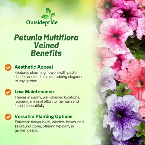 Outsidepride Veined Multiflora Petunia blooms cascading from a hanging basket.