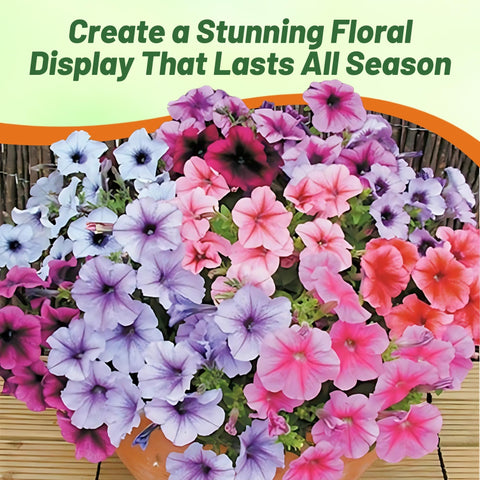 Outsidepride Veined Multiflora Petunia flowering mix colors garden borders and beds.