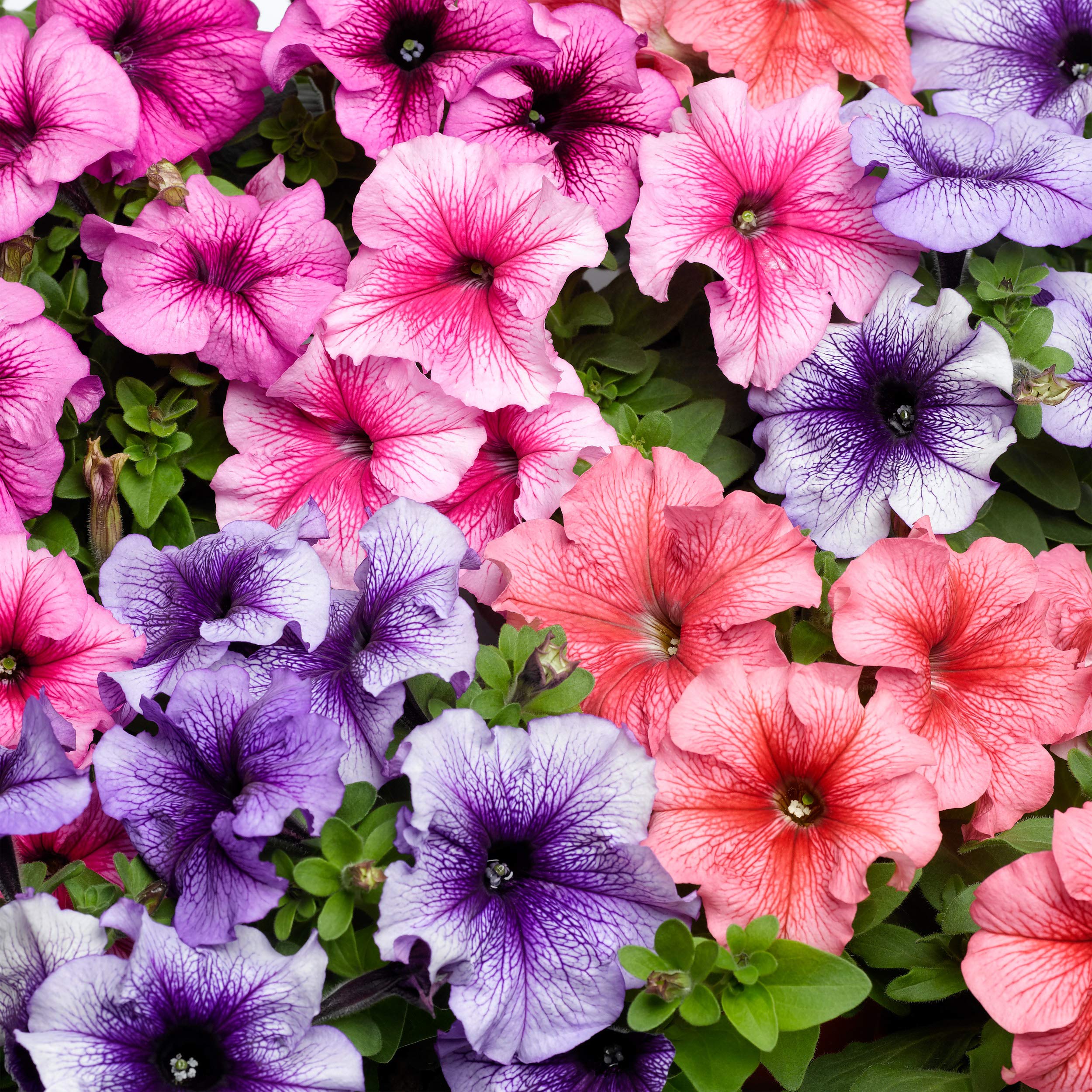 Outsidepride Veined Multiflora Petunia blooms attract butterflies in sunny planters.