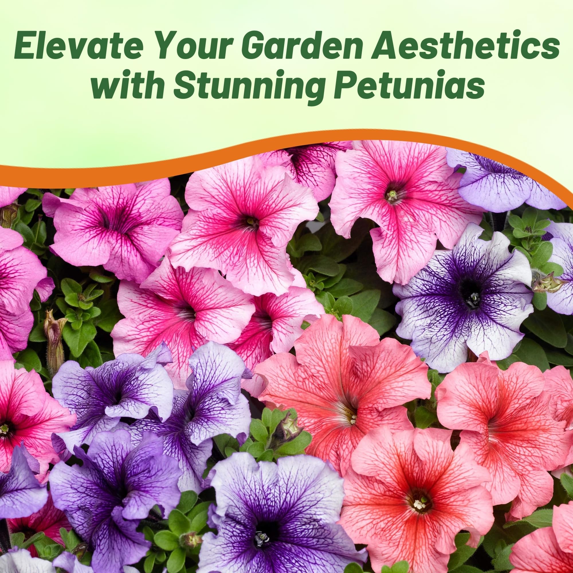 Outsidepride Veined Multiflora Petunia seeds enable quick germination and vibrant color.