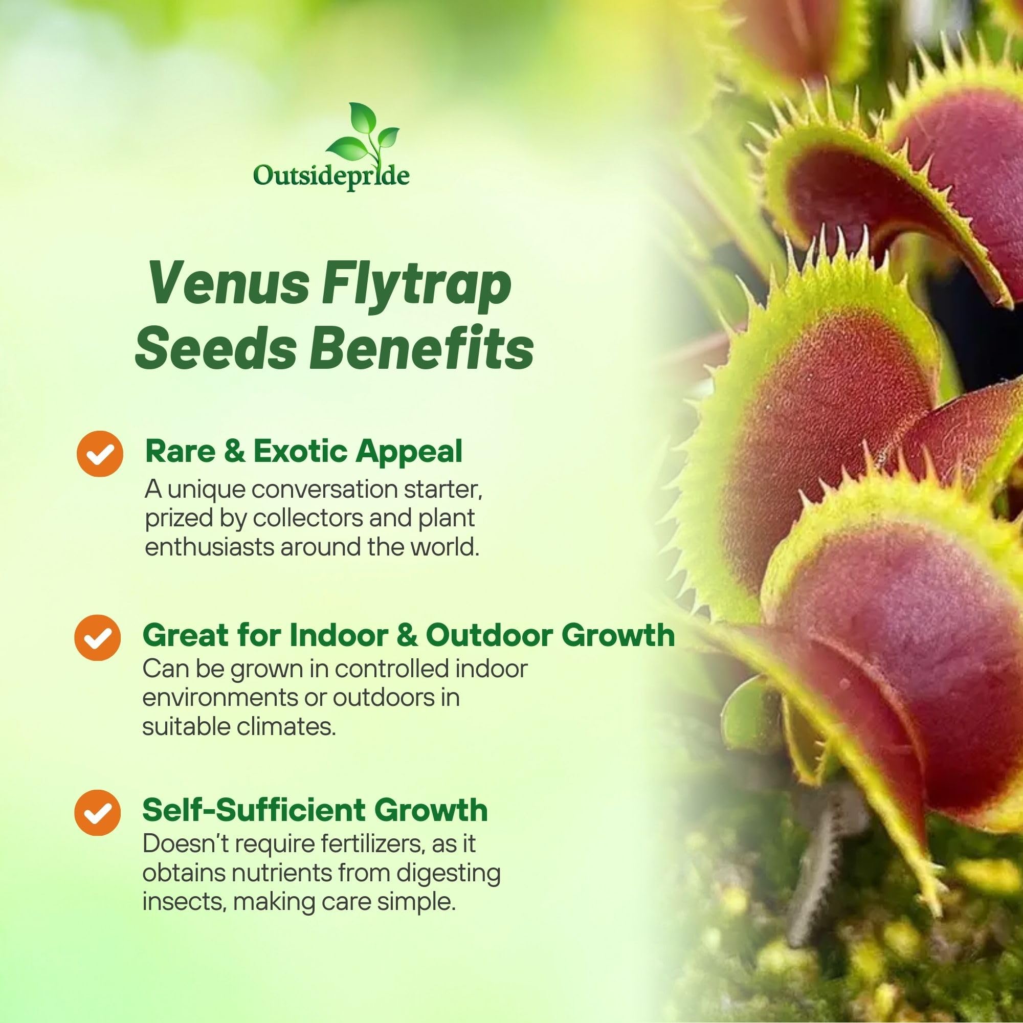 Outsidepride Venus Flytrap blooming with delicate flowers above traps