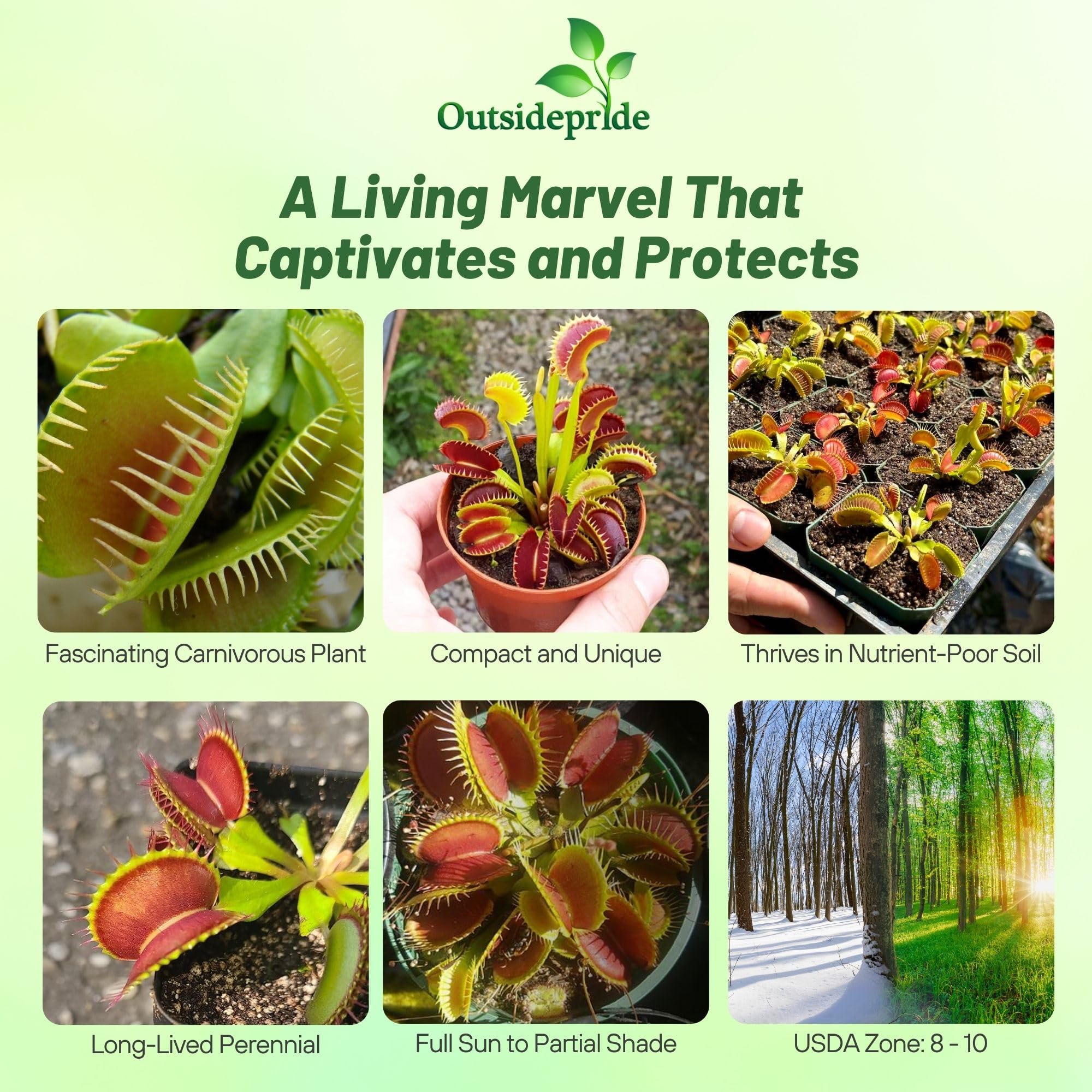 Outsidepride Venus Flytrap seeds close-up showing intricate traps and compact growth