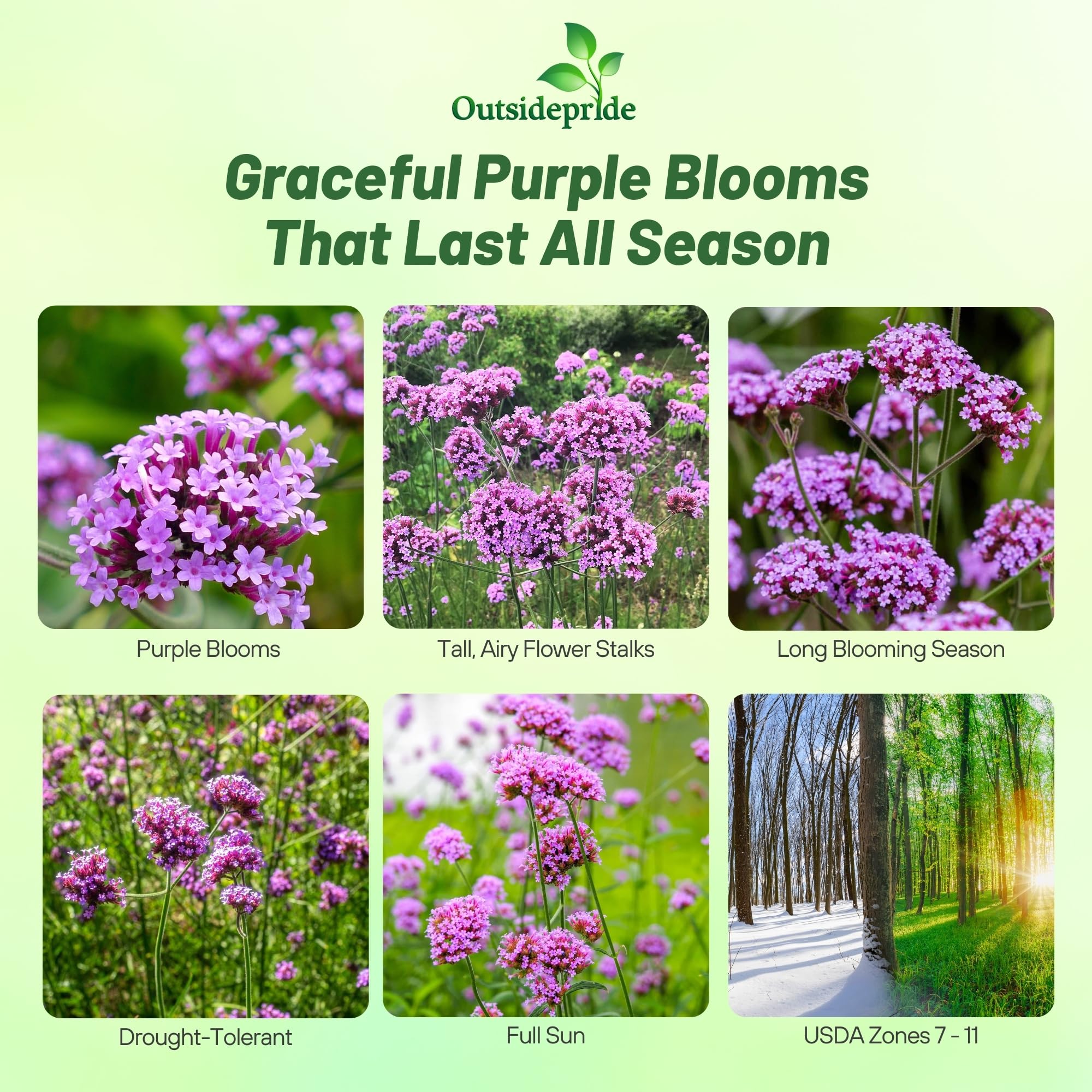 Outsidepride Purpletop Verbena blooms close-up with rosy-violet flowers