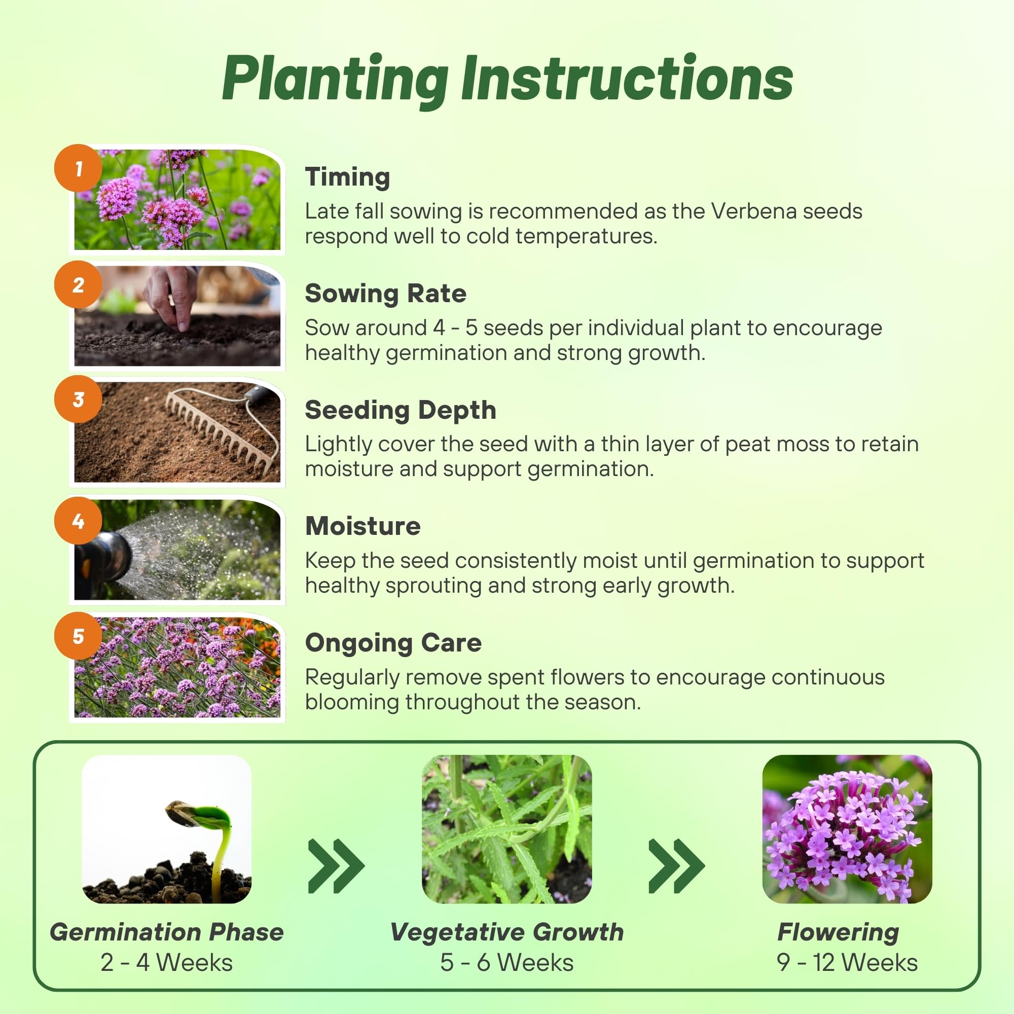 Outsidepride Purpletop Verbena border planting for vibrant edges