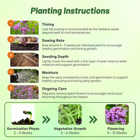 Outsidepride Purpletop Verbena border planting for vibrant edges
