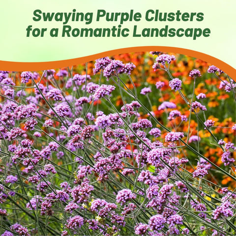 Outsidepride Purpletop Verbena thriving in a container display