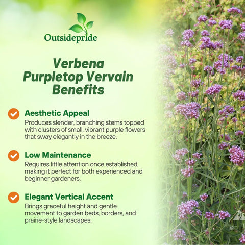 Outsidepride Purpletop Verbena seedling germination in warm soil