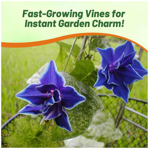 Outsidepride Blue Picotee flowers brighten borders with vertical color.