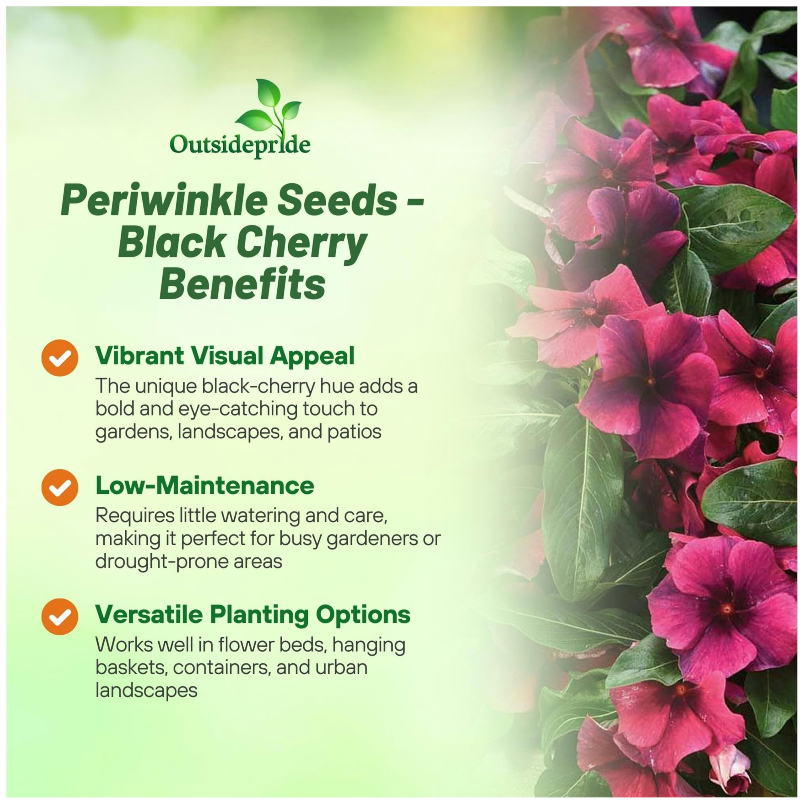 Outsidepride Black Cherry Periwinkle bloom close-up highlighting dark pink petals for container displays.