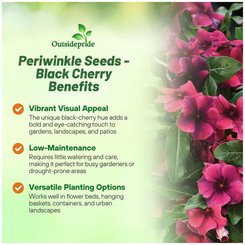 Outsidepride Black Cherry Periwinkle bloom close-up highlighting dark pink petals for container displays.