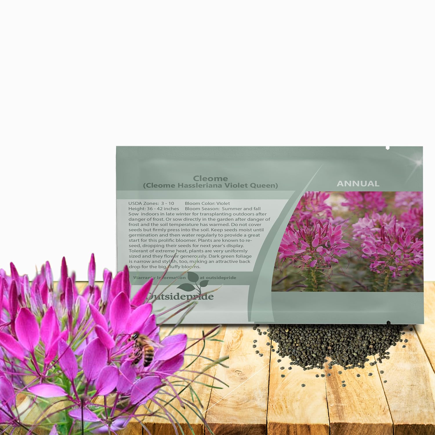 Outsidepride Violet Cleome seeds yield large airy blooms for borders.