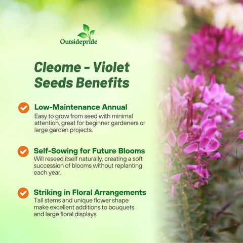 Outsidepride Violet Cleome seeds produce tall plants for backdrops.